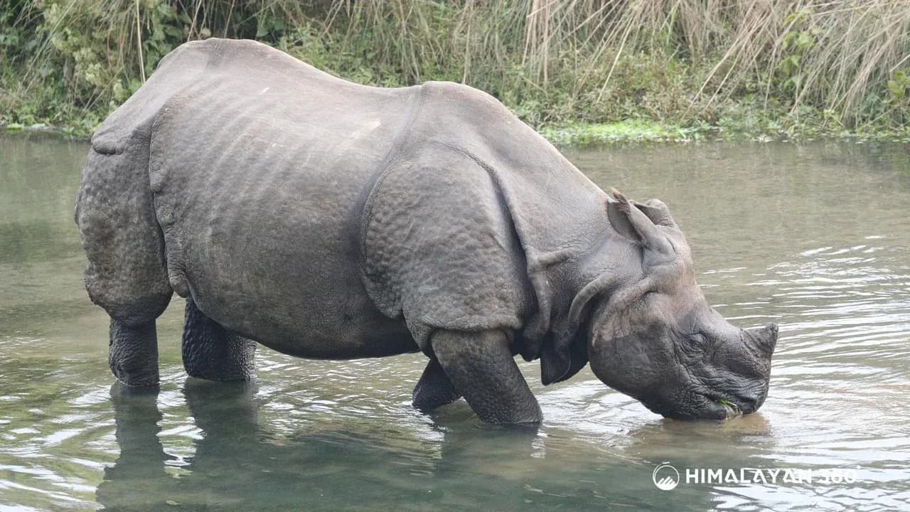 A one-horned rhino in Chitwan National Park
