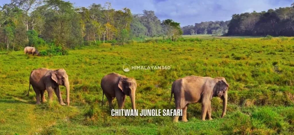 Nepal Tour Package - Chitwan Jungle Safari