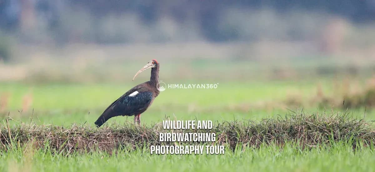 Red-Naped Ibis in Birdwatcing Photography Tour