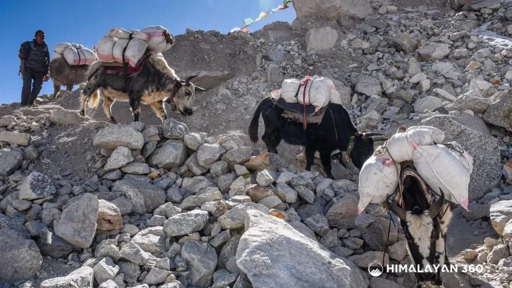 Transportation, Mules, Porters, and Guides on the Everest Two Pass Trek