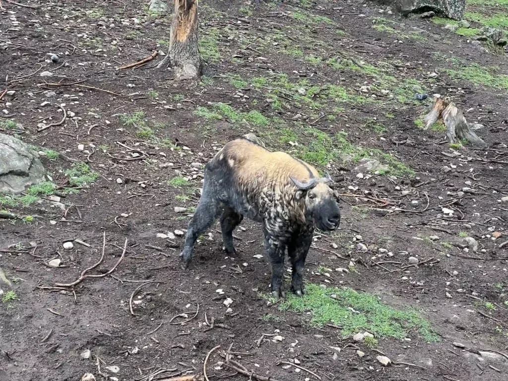 Royal Takin Preserve Motithang