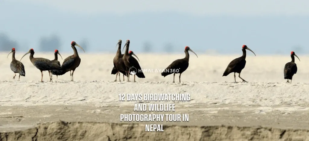 Birdwatching and Wildlife Photography Tour