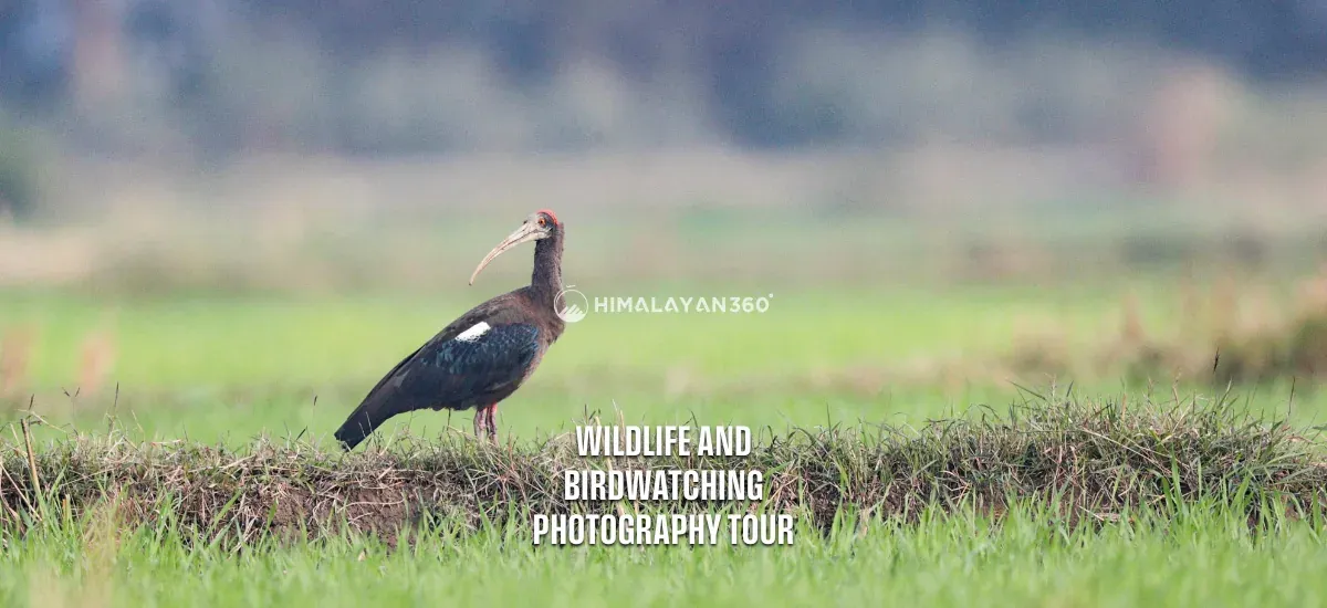 Red-Naped Ibis in Birdwatcing Photography Tour
