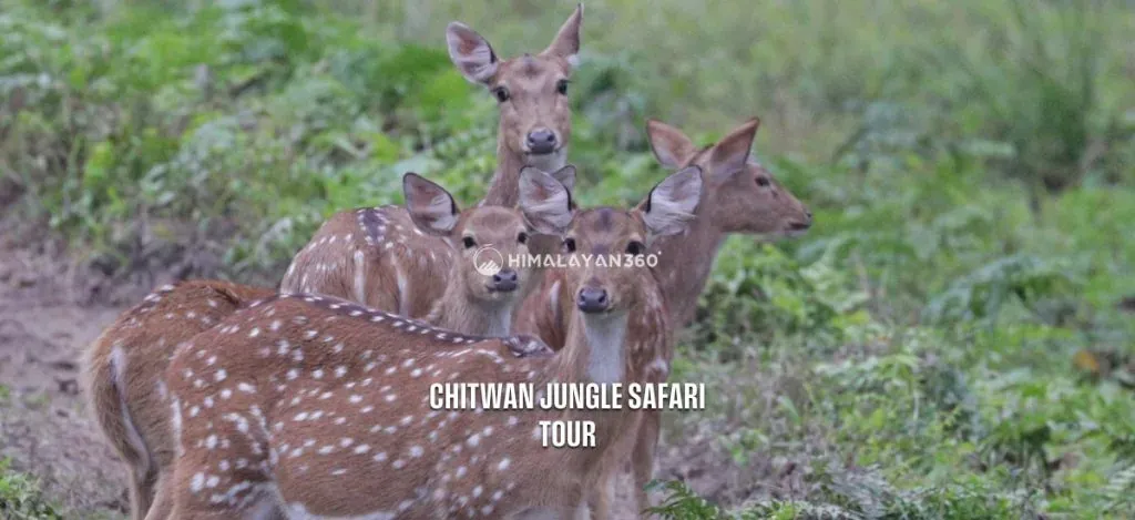 Chitwan Jungle Safari